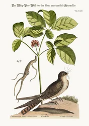 Die Peitsche-Poor-Will, 1749-73